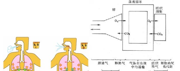 呼吸机作用及用途